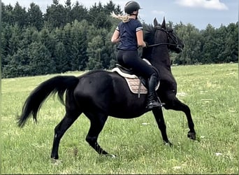 Hungarian Sport Horse, Gelding, 12 years, 15.3 hh, Black