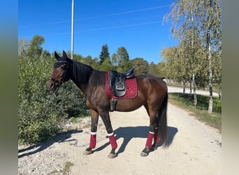 Hungarian Sport Horse, Gelding, 12 years, 16.1 hh, Brown