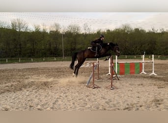 Hungarian Sport Horse, Gelding, 12 years, 16 hh, Bay-Dark