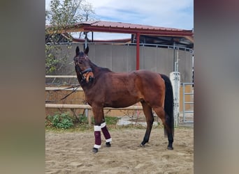 Hungarian Sport Horse, Gelding, 12 years, 16 hh, Brown
