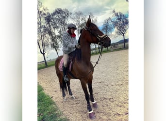 Hungarian Sport Horse, Gelding, 12 years, 17 hh, Brown