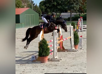 Hungarian Sport Horse, Gelding, 12 years, Bay