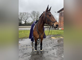 Hungarian Sport Horse, Gelding, 13 years, 15.1 hh, Brown