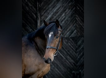 Hungarian Sport Horse, Gelding, 13 years, 16.1 hh, Bay