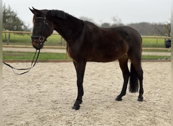 Hungarian Sport Horse, Gelding, 13 years, 16,2 hh, Brown