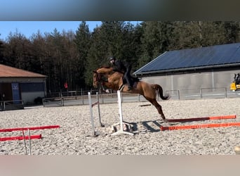 Hungarian Sport Horse, Gelding, 13 years, 16.2 hh, Chestnut-Red