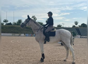 Hungarian Sport Horse, Gelding, 13 years, 16.2 hh, Gray