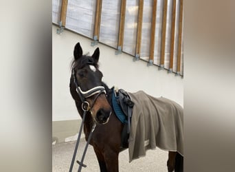 Hungarian Sport Horse, Gelding, 13 years, 16 hh, Bay-Dark