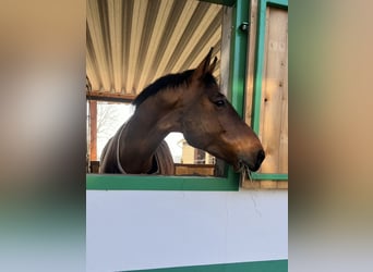 Hungarian Sport Horse, Gelding, 13 years, 16 hh, Brown