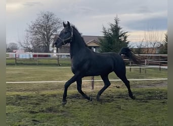 Hungarian Sport Horse, Gelding, 13 years, 16 hh, Gray