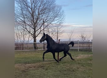 Hungarian Sport Horse, Gelding, 13 years, 16 hh, Gray