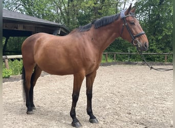 Hungarian Sport Horse, Gelding, 13 years, 17.1 hh, Brown