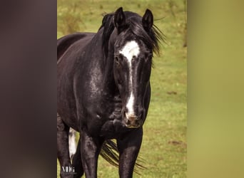 Hungarian Sport Horse, Gelding, 13 years, 17 hh, Black