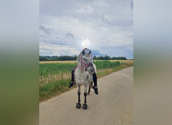 Hungarian Sport Horse, Gelding, 14 years, 12.1 hh, Leopard-Piebald