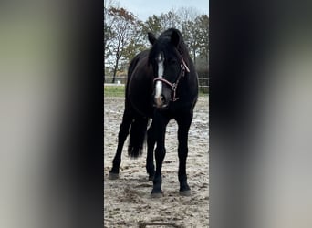 Hungarian Sport Horse, Gelding, 14 years, 13 hh, Black
