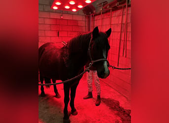 Hungarian Sport Horse, Gelding, 14 years, 13 hh, Black