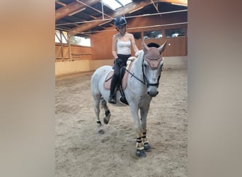 Hungarian Sport Horse, Gelding, 14 years, 15,2 hh, Grey-Fleabitten