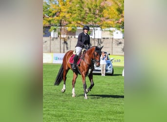 Hungarian Sport Horse, Gelding, 14 years, 16,1 hh, Brown-Light