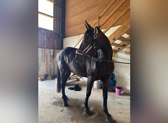 Hungarian Sport Horse, Gelding, 14 years, 16.2 hh, Brown