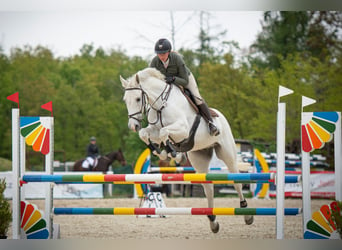 Hungarian Sport Horse, Gelding, 14 years, 16.2 hh, Gray