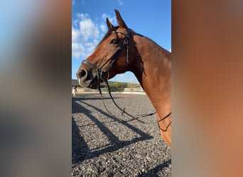 Hungarian Sport Horse, Gelding, 14 years, 16 hh, Bay-Dark