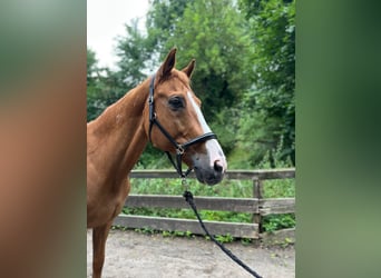 Hungarian Sport Horse, Gelding, 14 years, 16 hh, Chestnut-Red