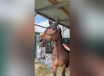 Hungarian Sport Horse, Gelding, 14 years, 17 hh, Brown