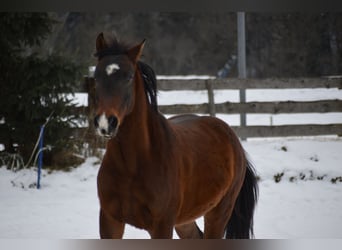 Hungarian Sport Horse, Gelding, 15 years, 14,2 hh, Brown