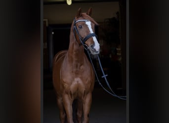 Hungarian Sport Horse, Gelding, 15 years, 15 hh, Chestnut-Red