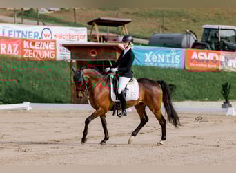 Hungarian Sport Horse, Gelding, 15 years, 15,2 hh, Brown
