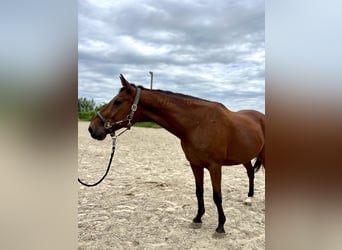 Hungarian Sport Horse, Gelding, 15 years, 15,2 hh, Brown