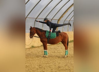 Hungarian Sport Horse, Gelding, 15 years, 16,1 hh, Bay