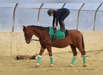 Hungarian Sport Horse, Gelding, 15 years, 16,1 hh, Bay