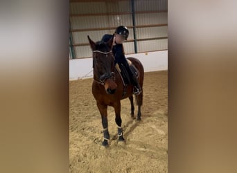 Hungarian Sport Horse, Gelding, 15 years, 16,2 hh, Brown