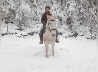 Hungarian Sport Horse, Gelding, 15 years, Grey-Dapple