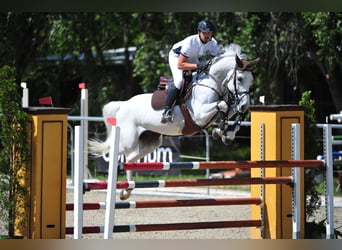 Hungarian Sport Horse, Gelding, 16 years, 16.1 hh, White