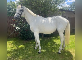 Hungarian Sport Horse, Gelding, 16 years, 16.1 hh, White