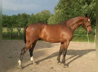 Hungarian Sport Horse, Gelding, 16 years, 16.2 hh, Bay-Dark