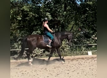 Hungarian Sport Horse, Gelding, 16 years, 16,2 hh, Black