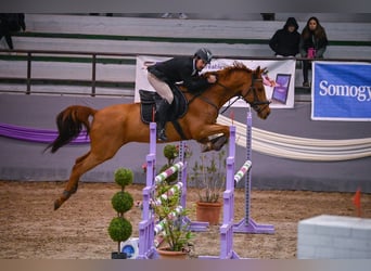 Hungarian Sport Horse, Gelding, 16 years, 16,2 hh, Chestnut-Red