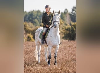 Hungarian Sport Horse, Gelding, 16 years, 16.2 hh, Gray