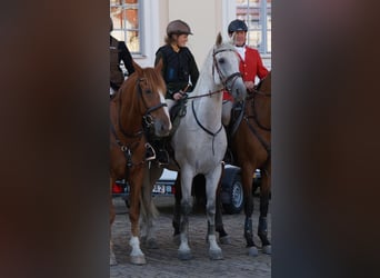 Hungarian Sport Horse, Gelding, 16 years, 16.2 hh, Gray