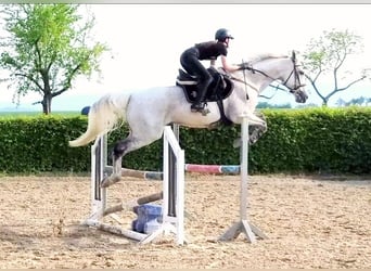 Hungarian Sport Horse, Gelding, 16 years, 16,2 hh, Gray