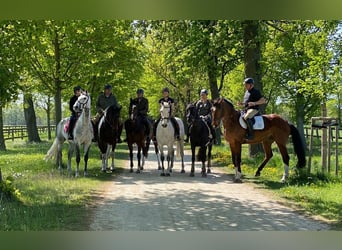 Ungarisches Sportpferd, Wallach, 16 Jahre, 16,2 hh, Schimmel