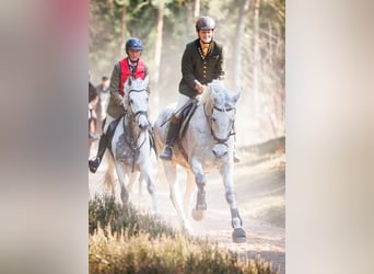 Hungarian Sport Horse, Gelding, 16 years, 16.2 hh, Gray