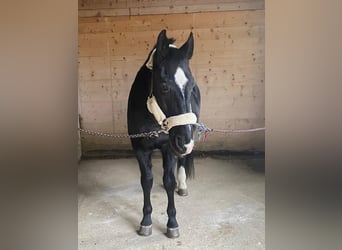 Hungarian Sport Horse, Gelding, 16 years, 16 hh, Black