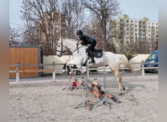 Hungarian Sport Horse, Gelding, 16 years, 16,1 hh, Grey