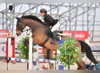 Hungarian Sport Horse, Gelding, 16 years, 17.1 hh, Bay
