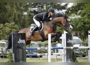 Hungarian Sport Horse, Gelding, 16 years, 17.1 hh, Bay