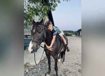 Hungarian Sport Horse, Gelding, 17 years, 14,2 hh, Brown